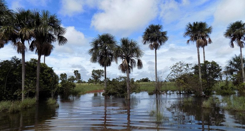 Morichal inundado en La Primavera, Vichada, con palmas y agua calma