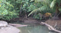 Río que desemboca en el Pacífico, entre selva, en Nuquí (Chocó)