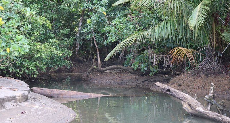 Río que desemboca en el Pacífico, entre selva, en Nuquí (Chocó)