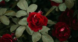 Rosas rojas en un arbusto con hojas verdes